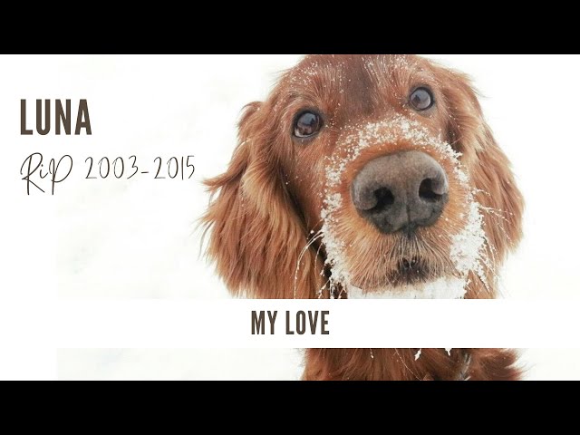 Irish Setter Love: RIP LUNA - a hommage to my best friend! I love you to the moon and back.