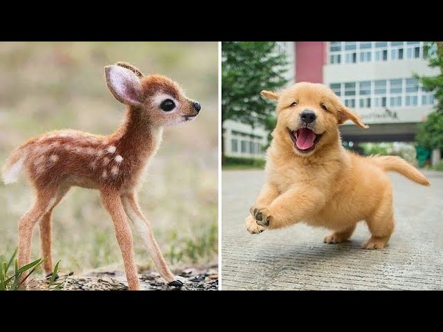 Funny Baby Animals - Beautiful puppies, Cute kittens, Funny pets