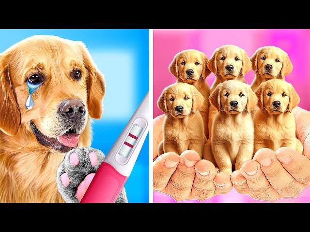OMG! My Dog Is Pregnant 😱🐶💖 How Can I Explain This To Mom?