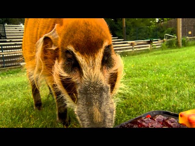 Red River Hog Pigs Out on Birthday Treat - Cincinnati Zoo