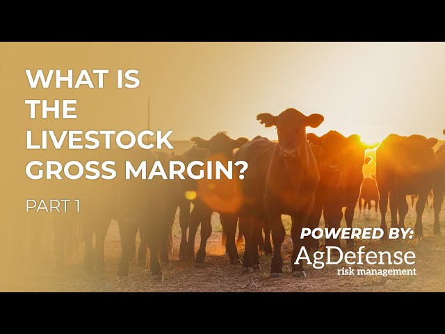 What is the Livestock Gross Margin?