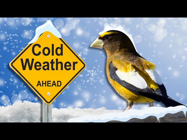 How Do Birds Survive the Cold Winter?