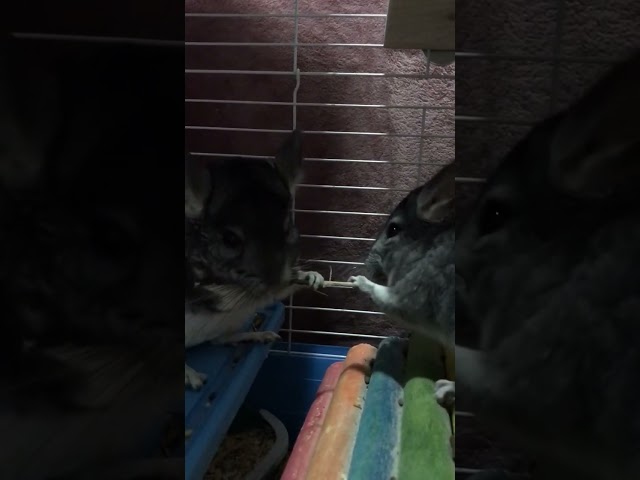 Baby Chinchilla (Admiral) tricked his father (Silver)