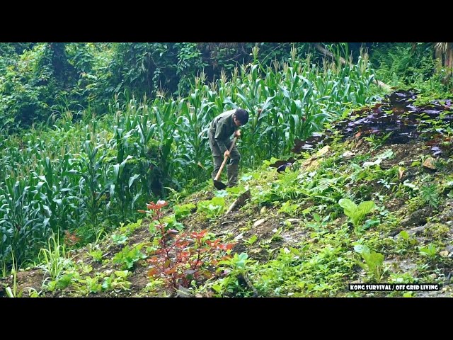 Full Video : The journey to build a new livestock farm, Active labor in rainy weather
