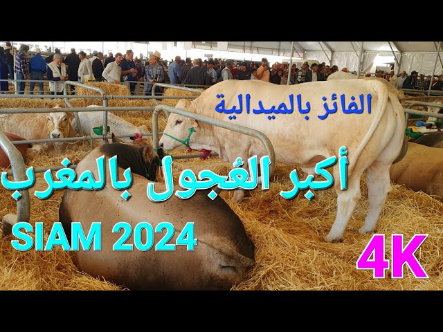المعرض الدولي للفلاحة مكناس 2024 رواق الأبقار والخيول والجمال