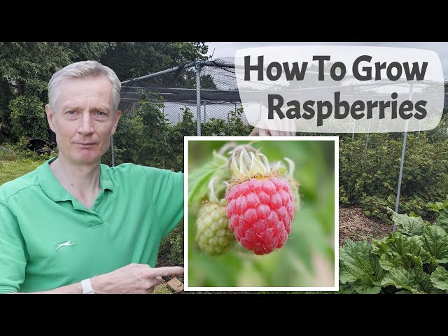 How To Grow Raspberries  - A Complete Introduction To Growing Summer & Autumn Fruiting Raspberries