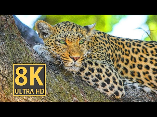 The most famous animals in the world in 8k video ultra hd