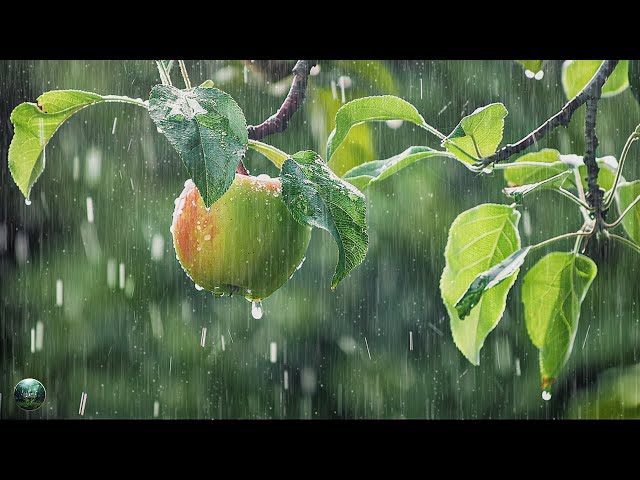 FALL INTO DEEP SLEEP 🌿10 Hours of Relaxing Music with Pouring Rain Sound for Meditation, Spa, Sleep