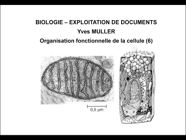 6. Mitochondrion