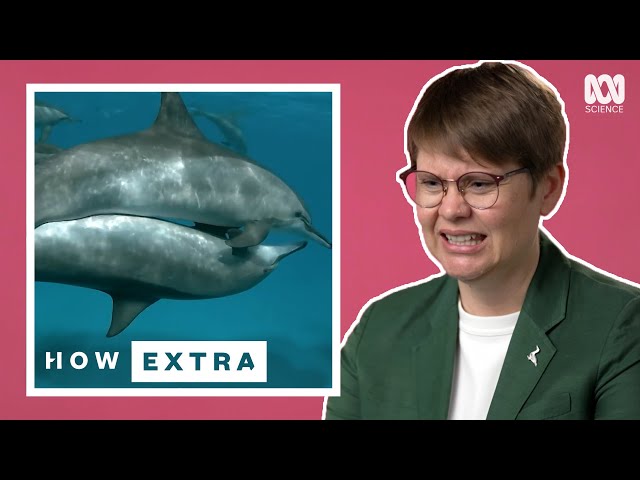 The Dark Side Of Dolphins' Sex Lives | REACTION