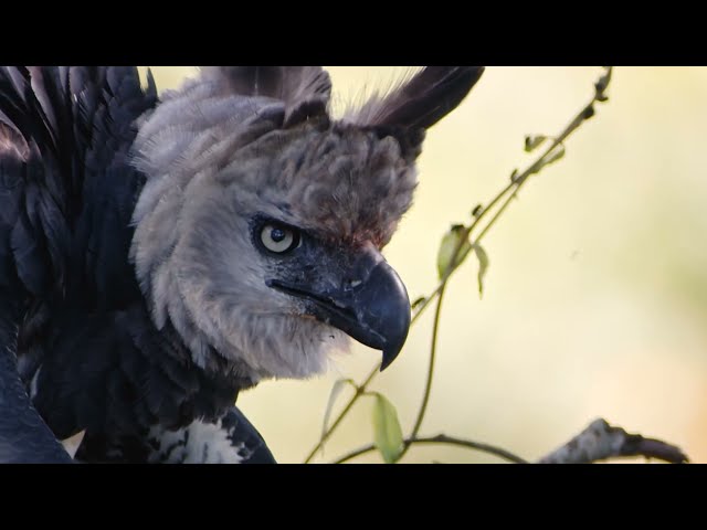 Harpy Eagle Nest Brazil