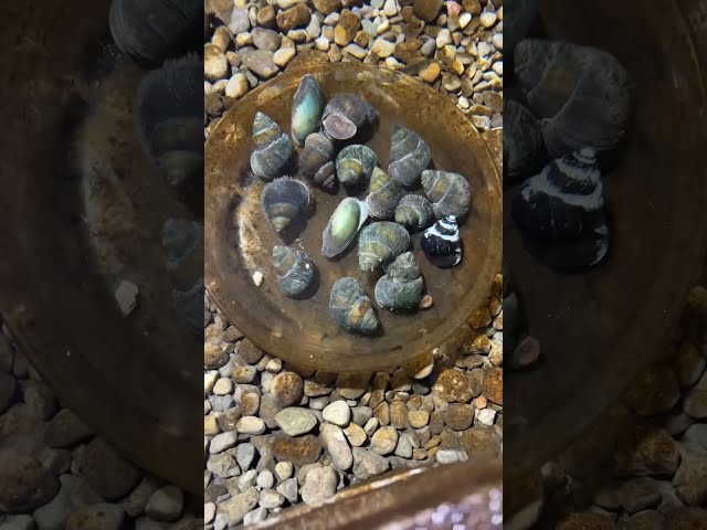 Snails in the eel pit! Crab, loach, eel updates