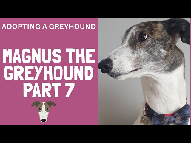 Greyhound adoption - Magnus gets a new coat