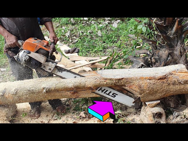 Strychnine Tree Sawing Skills With Chainsaw STIHL MS070 Wood Cutting Machine