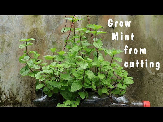 Grow Mint From Cutting - Coke Bottle Recycling Ideas