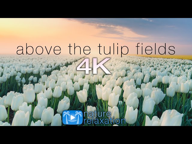 ABOVE THE TULIP FIELDS (4K) Holland Spring 2 HR Aerial Drone Film + Calming Music - Quarantine 2020