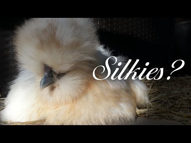 Kids Asking Questions About Silkie Chickens