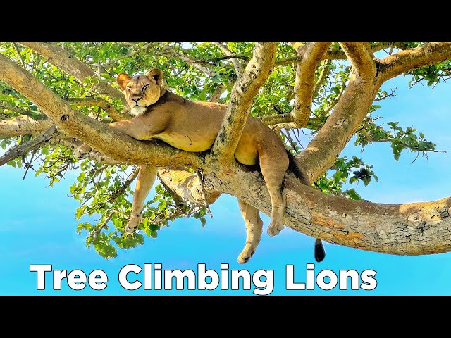 Tree Climbing Lions: The WEIRD Reason Why Lions Do It!