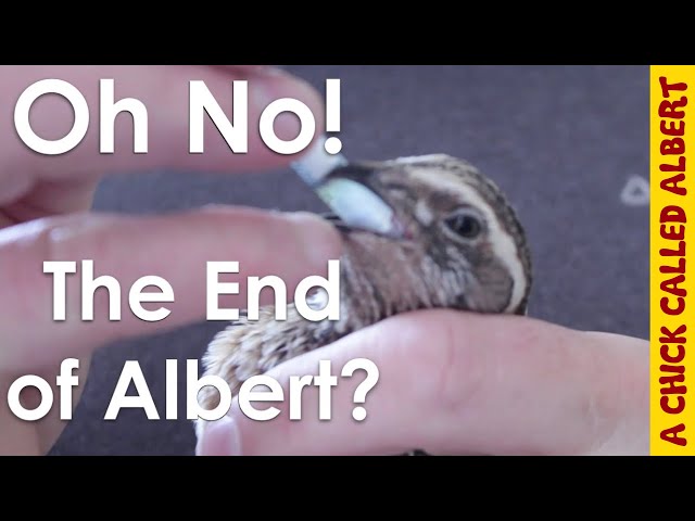 Oh No! The end of Albert?