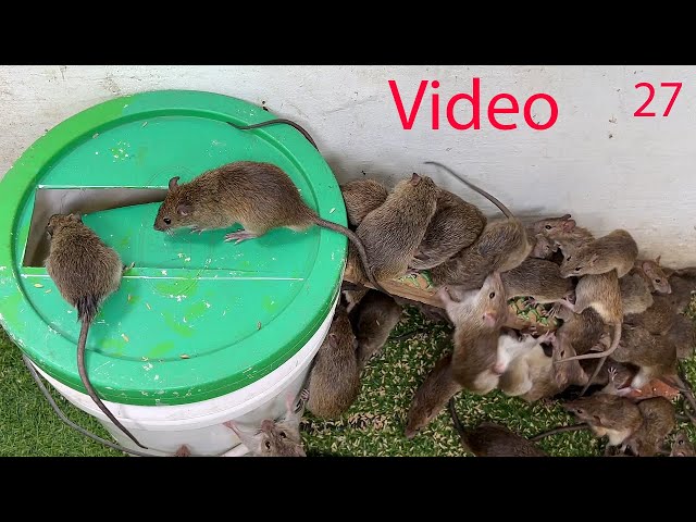 Mouse trap with paint bucket \ The world's best home mouse trap \ Mouse trap Video