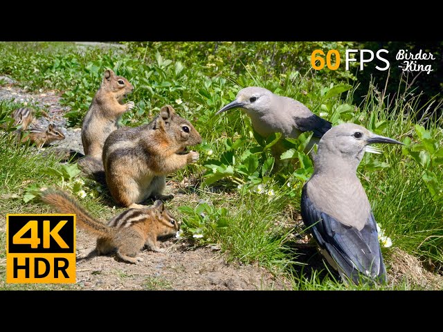 Cat TV for Cats to Watch 😺 Countless Chipmunks Squirrels and Birds 🐿 8 Hours 4K HDR 60FPS