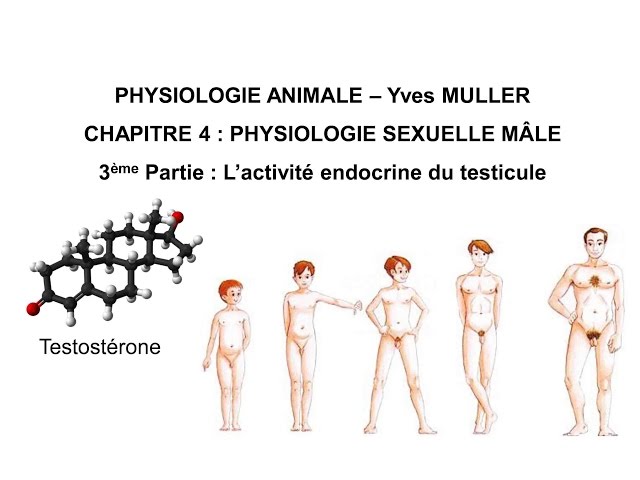 Chapitre 4-3 L’activité endocrine du testicule : synthèse, rôles et mode d’action de la testostérone