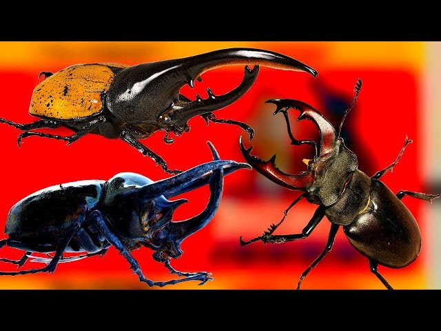 Необычные жуки-олени, жуки-геркулесы, крутые факты про жуков жесткокрылых которые вы не знали