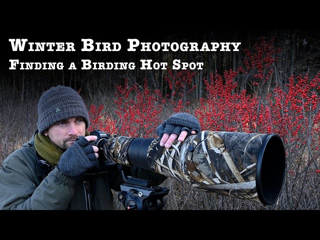 Winter Bird Photography: Finding a Birding Hot Spot