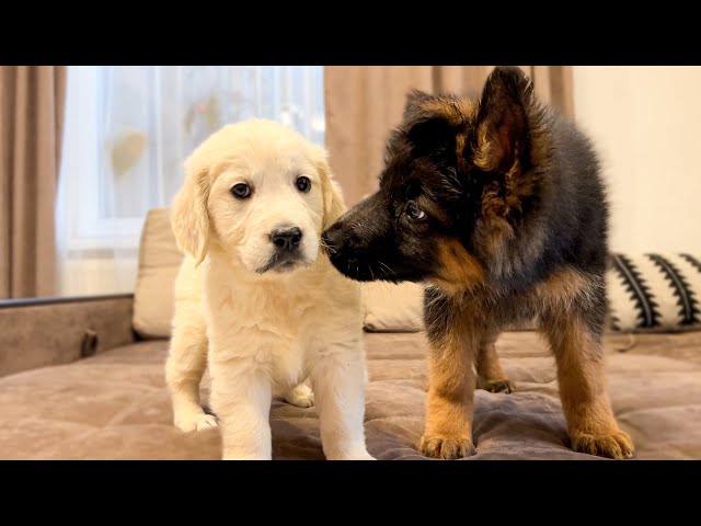 German Shepherd Puppy Meets Golden Retriever Puppy for the First Time!