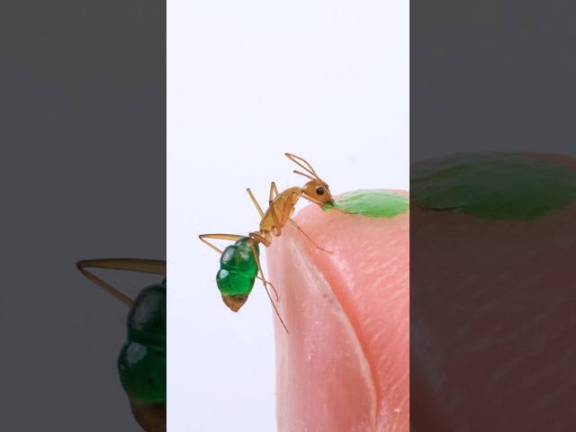 Ant Drinking Green Nectar From My Finger