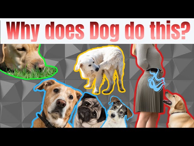 🐶14 Strangest Dog Behaviors Decoded