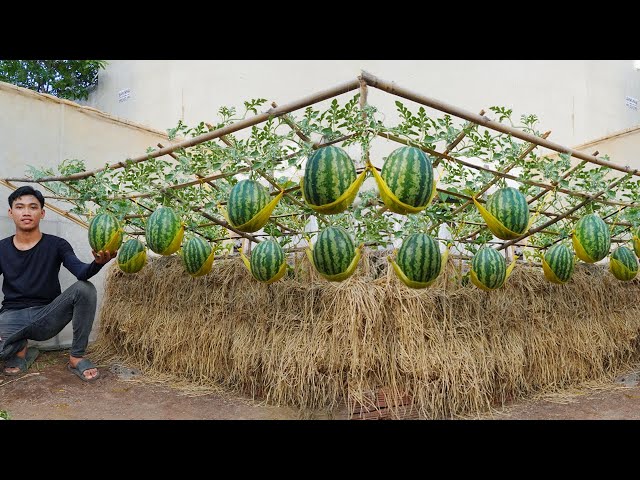 Why didn't I know this watermelon growing method sooner? watermelon is succulent and sweet