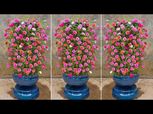 Creative Moss Rose Flower Garden Ideas - How To Grow Beautiful Vertical Moss Rose For The Garden