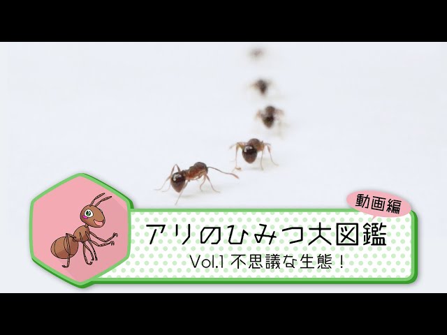Vol.1　不思議な生態！【アリのひみつ大図鑑】／BS11