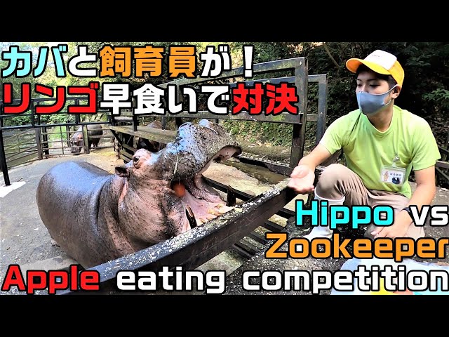 Hippo VS Zookeeper eating apple competition