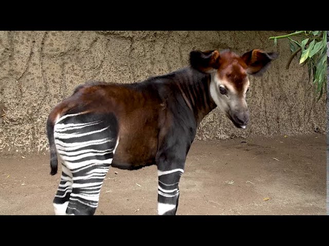Okapi Calf Mosi