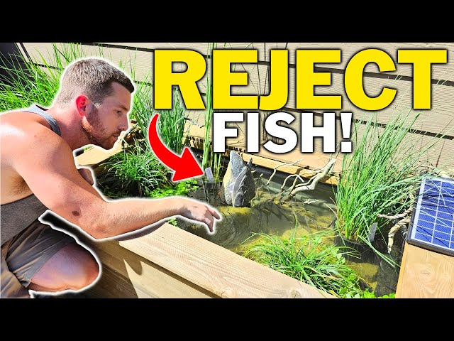 I Made An Awesome Pond Home For My "Not So Perfect Fish"