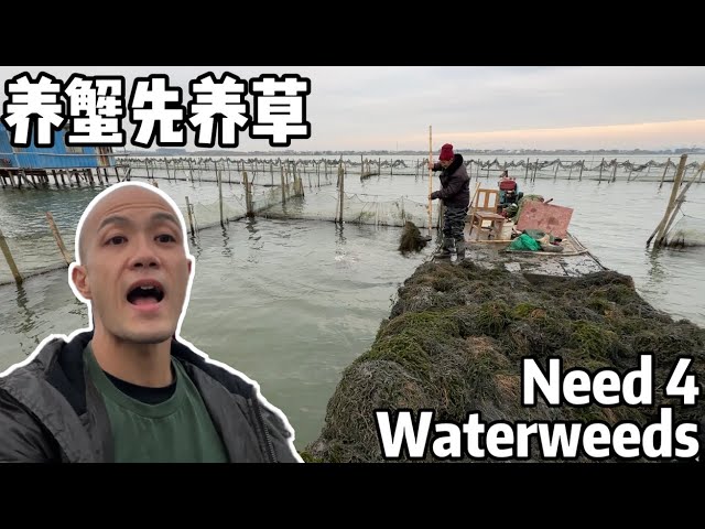 A Year in Life of Chinese Mitten Crab Farmers: Day 9, Planting Waterweeds