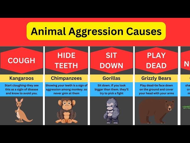 Animal Attack Signs, Causes of animal aggression, Acts we should avoid infront of animals #animals