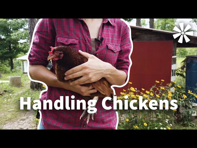 Handling Chickens
