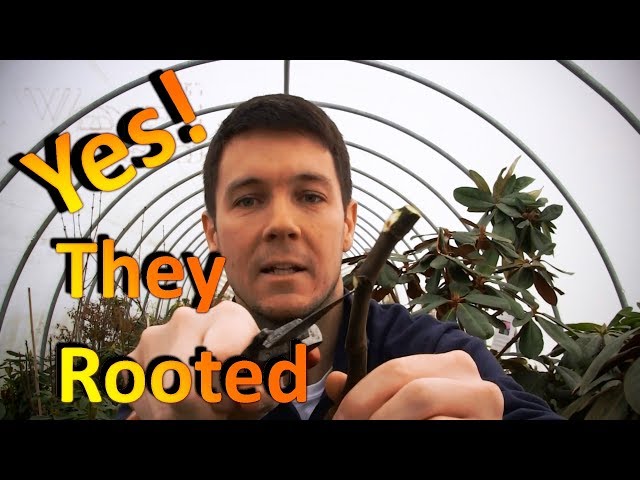 The New Fig Cuttings are Rooting Well Without a Humidity Chamber | Part 1