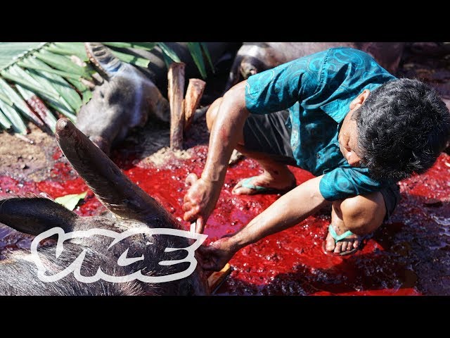 Indonesian Tribe's Traditional Funeral Rituals: Mass Buffalo Sacrifice