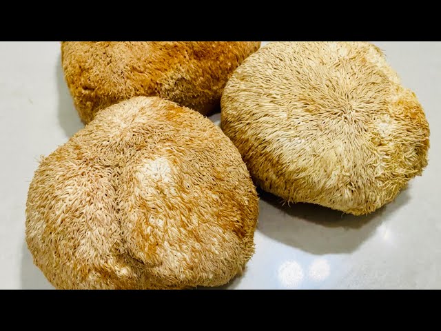 How To Prepare & Cook Sesame Oil Monkey Head / Lion’s Mane Mushroom That taste so good 猴头菇做法