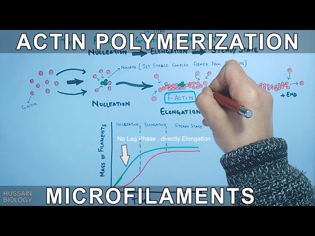 Actin Polymerization | G-Actins