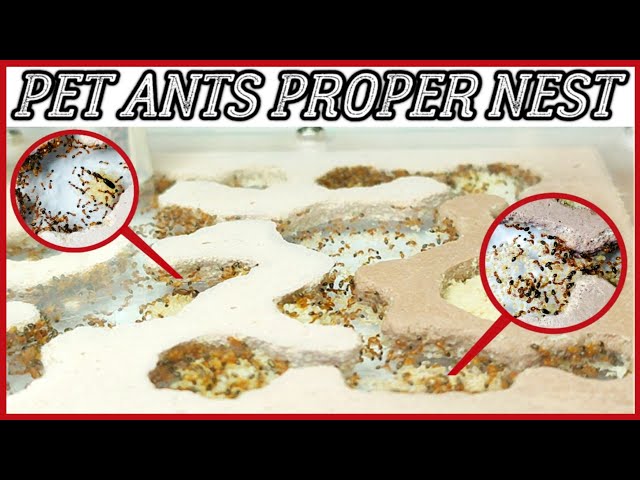 MOVING A COLONY TO AN ANT FARM | D colony