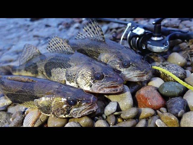 OH River Sauger fishing from the bank, Winter fishing tips!