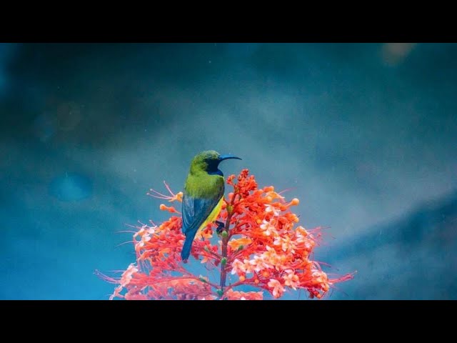 Beautiful Relaxing Music With Bird Sounds 🦜 Piano Music, Positive Energy For Morning, Study and Work