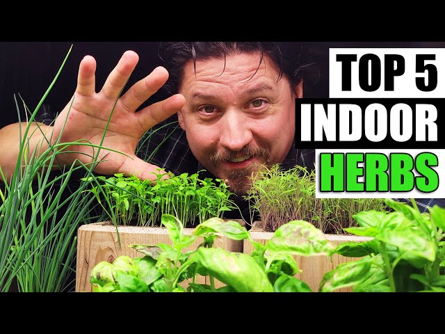 Top 5 Herbs To Grow Indoors