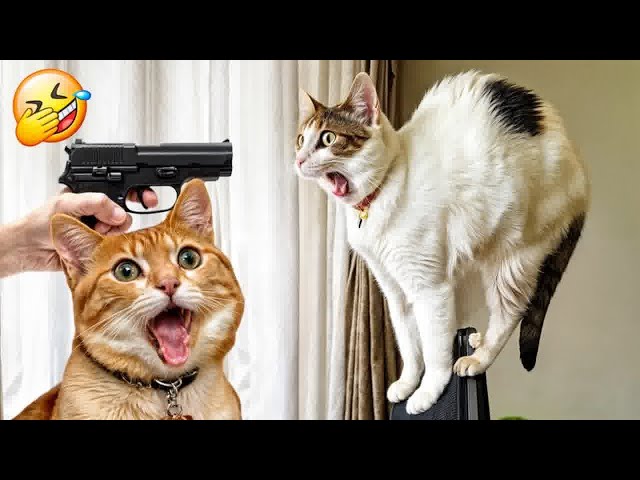 When God sends you a funny cat 🐶 Funniest cat ever 😹Part 12