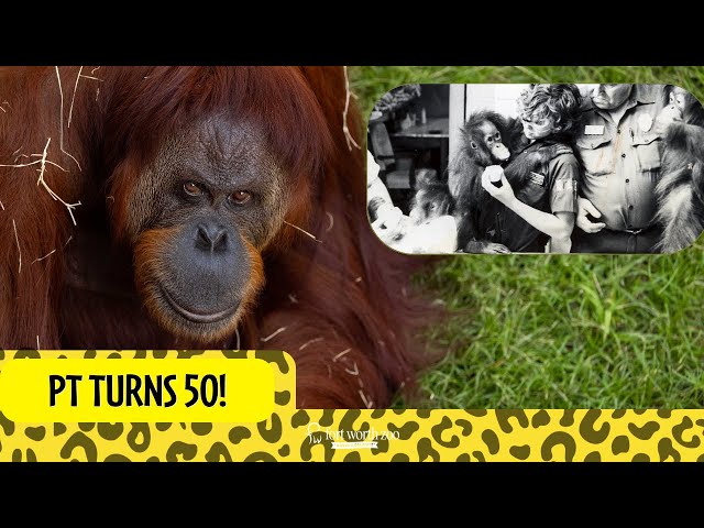 Celebrating 50 years with orangutan PT!